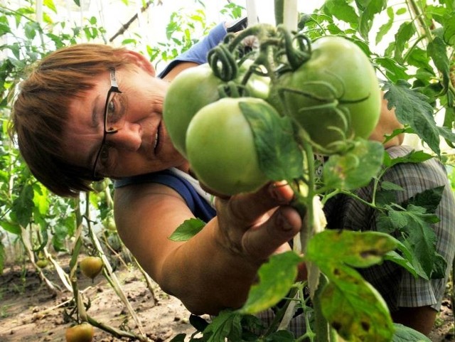 Teresa Chomicz ze Świebodzina na swojej działce gospodaruje od 30 lat. Jak mówi "żyje działką&#8221;. I teraz boi się, czy po tej całej rewolucji będzie ją jeszcze na ogródek stać.