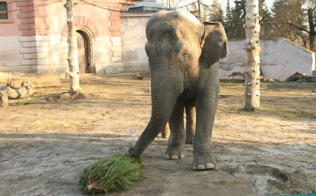 24.12.2013 wroclaw zoo wroclaw ogrod zoologiczny swieta wigilia zwierzaki zjadaja choinki choinka jedzenie zabawa slonica slon birma z opiekunka gazeta wroclawska.. tomasz holod / polskapresse..