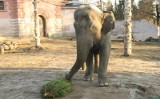 Światowy Dzień Słonia już w niedzielę. Zobacz słonie, które mieszkają we Wrocławiu [ZDJĘCIA]