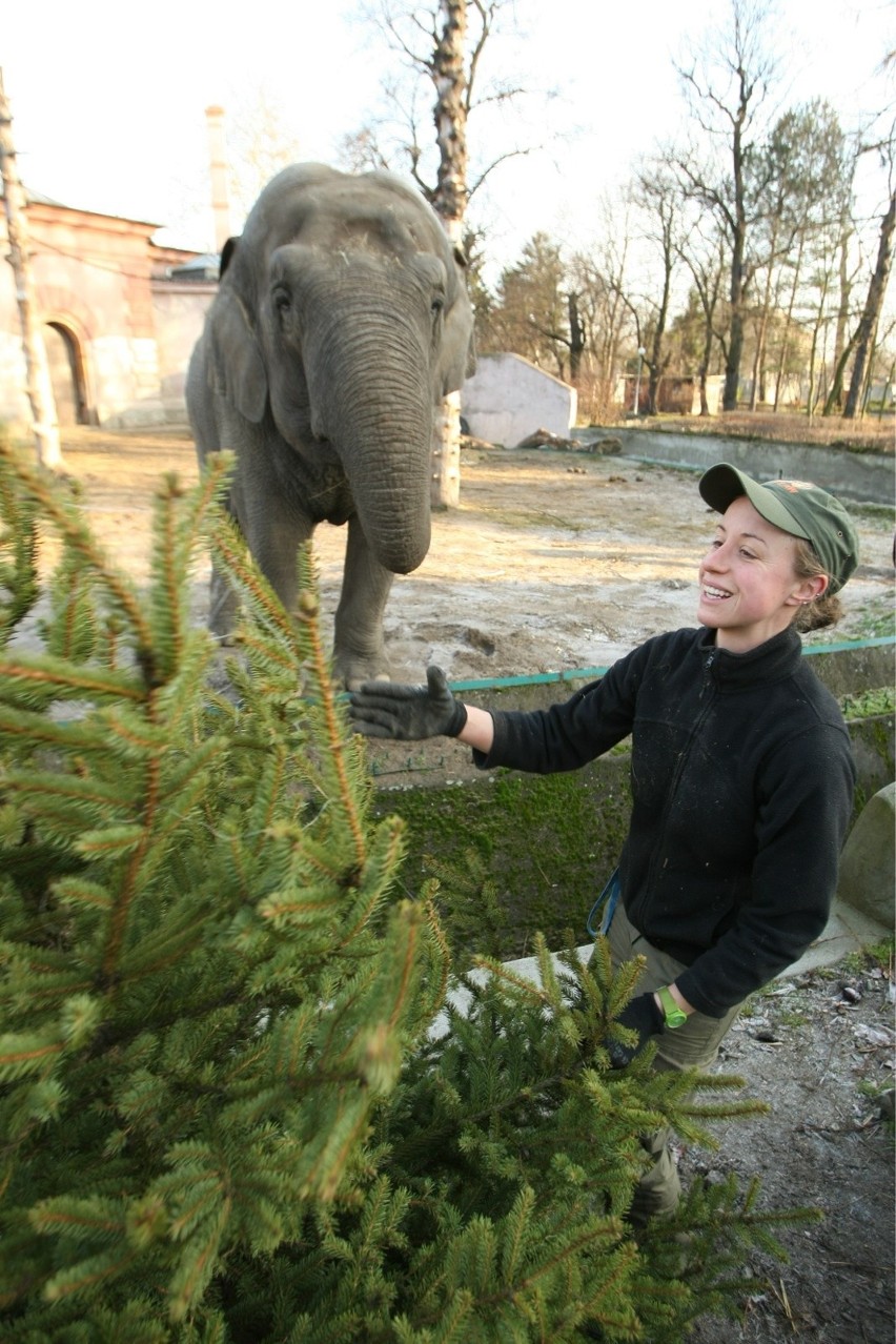 24.12.2013 wroclaw zoo wroclaw ogrod zoologiczny swieta...