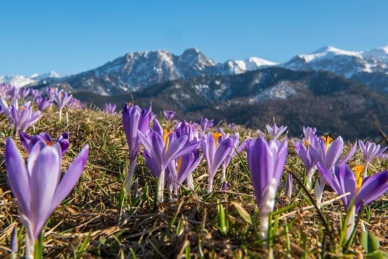 Akcja Hokus Krokus. Podhale szykuje się na najazd turystów [ZDJĘCIA]