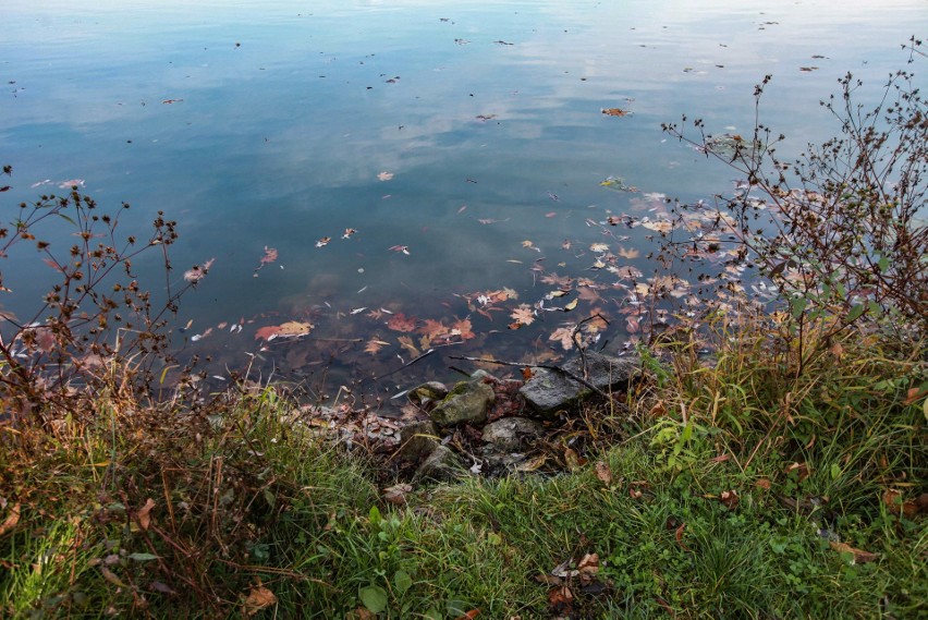 Kraków. Budują plażę nad zalewem pełnym bakterii. Wyniki badań niepokoją