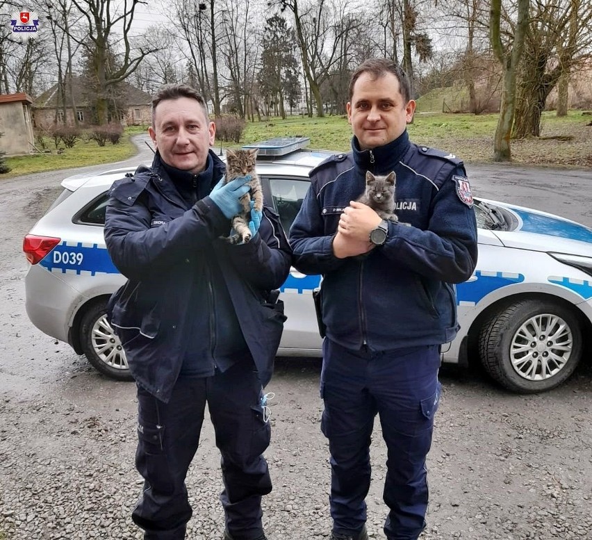 Radzyń Podlaski. Porzucone kotki zostały uratowane przez radzyńskich policjantów