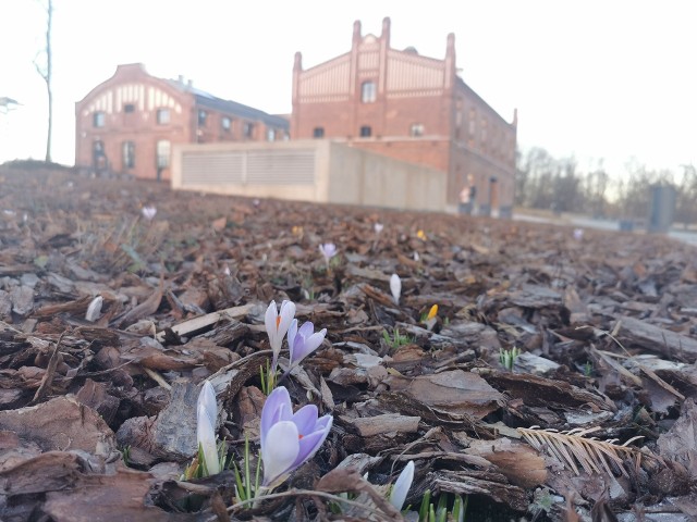 Pole krokusów przy Muzeum Śląskim 3 marca 2021. Pojedyncze kwiaty powoli wychodzą z ziemi i kwitną.Zobacz kolejne zdjęcia. Przesuwaj zdjęcia w prawo - naciśnij strzałkę lub przycisk NASTĘPNE