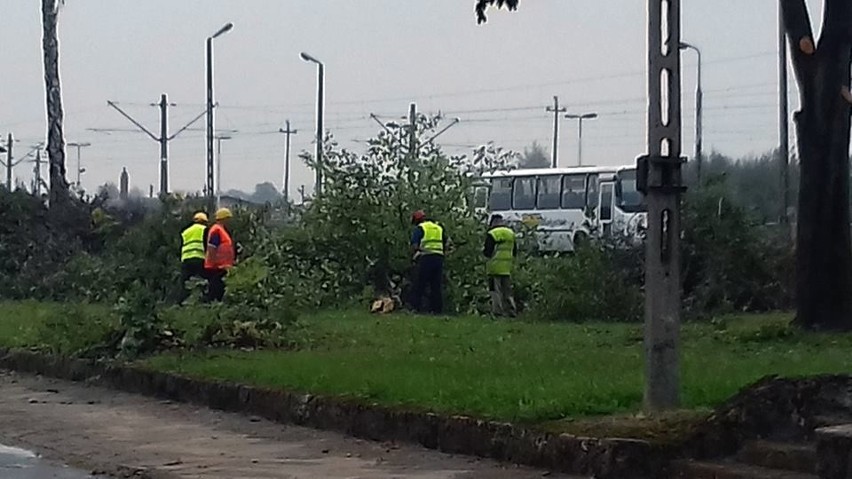 Mońki. W ramach remontów wycięto dziesiątki drzew. Szykują się kolejne wycinki (zdjęcia)