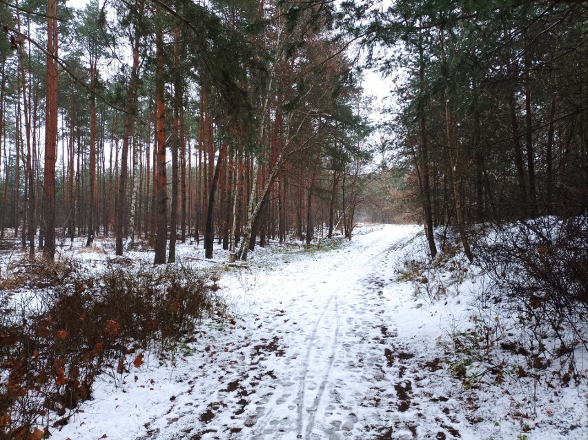 Na Kujawach i Pomorzu szaro, buro, mokro. Jaka pogoda będzie w Boże Narodzenie?