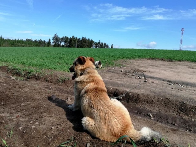 Pies uwiązany w środku pola w gm. Miastko. Be jedzenia, picia i schronienia... Właściciel ma więcej psów, wszystkie zaniedbane