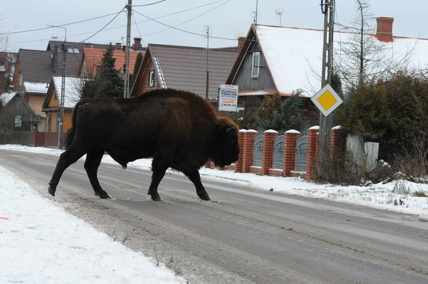 Żubry na ulicy w Białowieży