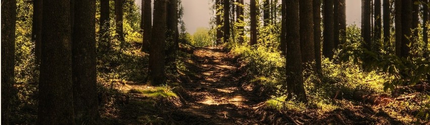 Nowy gatunek kleszczy atakuje. Zmiany klimatyczne sprawią, że będzie ich więcej