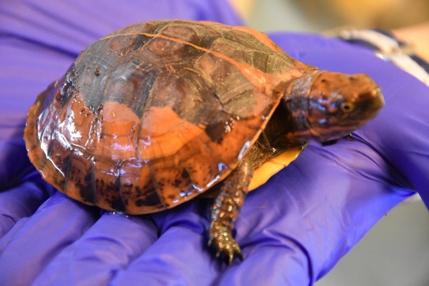 Żółwie zagrożone wymarciem we wrocławskim ZOO (ZOBACZ)