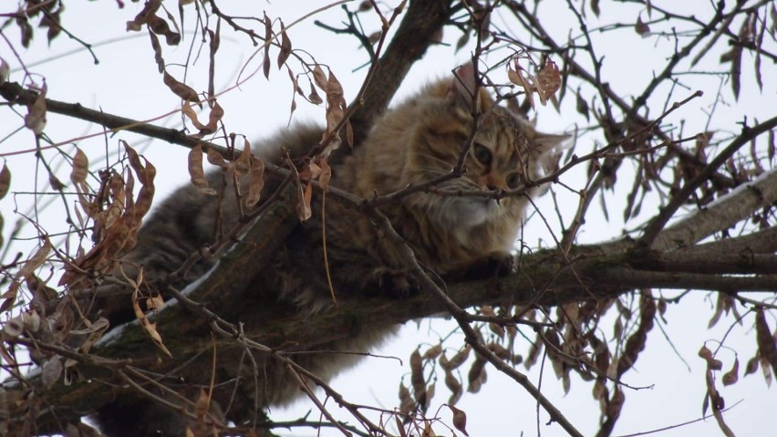 Strażacy z Sokolnik pomogli kotu, który nie mógł zejść z wysokiego drzewa (ZDJĘCIA)
