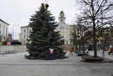 Dziesięciometrowy świerk stanął na gorlickim Rynku