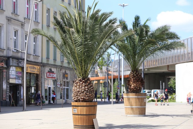 Na chorzowskim rynku są trzy palmy. T Hilda, Truda i Bercik.Zobacz kolejne zdjęcia. Przesuwaj zdjęcia w prawo - naciśnij strzałkę lub przycisk NASTĘPNE