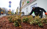 Zieleń zamiast betonu – zaczęła się realizacja projektu z Łódzkiego Budżetu Obywatelskiego