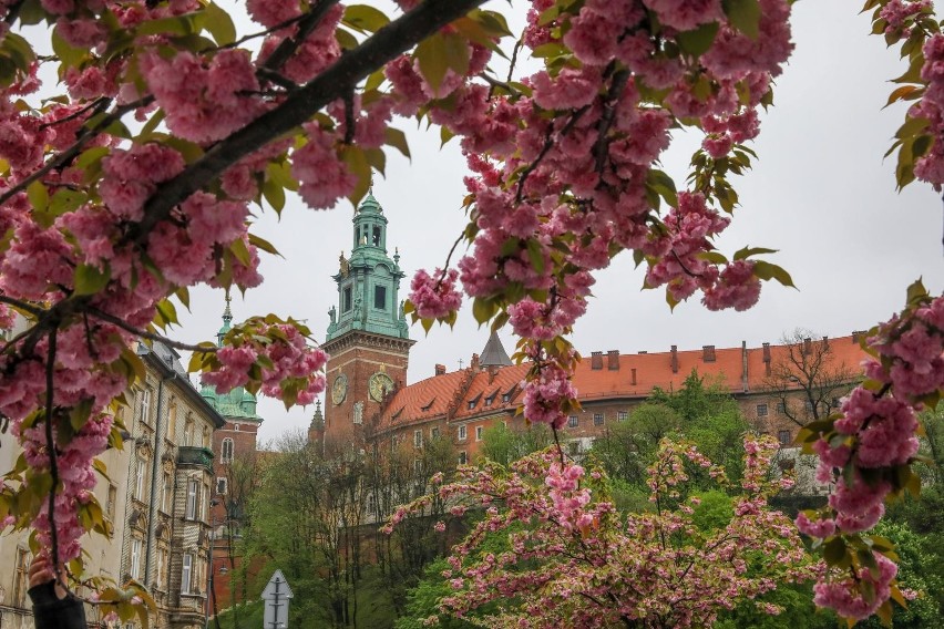 W Warszawie wiśnie można oglądać np. przy ul. Wodnej,...