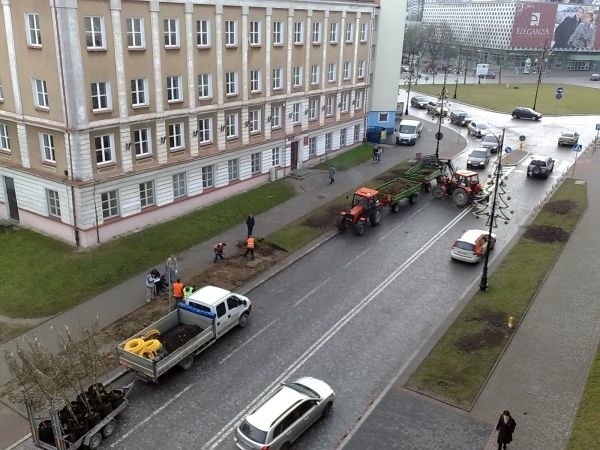 Nowe głogi są sadzone przy Liniarskiego