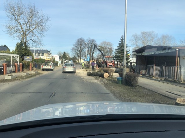 Drzewa wzdłuż ulicy Chrobrego w Mielnie, a więc głównej, przecinającej cały kurort, już leżą