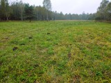 Łąki trzęślicowe w Jaworznie, Dąbrowi i Sławkowie zostały skoszone. Ponad 6 ha łąk to część obszaru Natura 2000 gdzie żyją chronione motyle