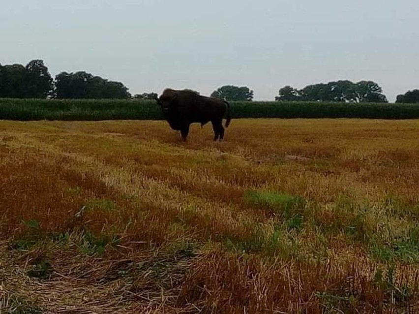 Żubr w gminie Puck. Dostojne zwierzę spacerowało polami między Starzynem a Werblinią (Zdjęcia)