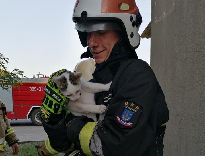 Strażacy z Gorzyc ratowali przestraszonego kota. Udało się (ZDJĘCIA)