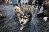 Królewskie psy na Trzech Króli. Corgi i ich właściciele spotkali się na dorocznym pochodzie w Krakowie [ZDJĘCIA]