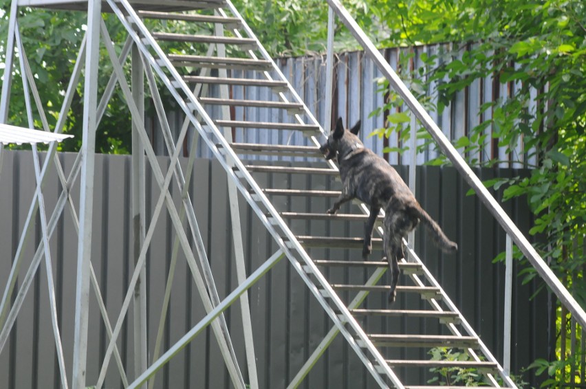 Psy patrolowe rywalizowały w zawodach w Krakowie