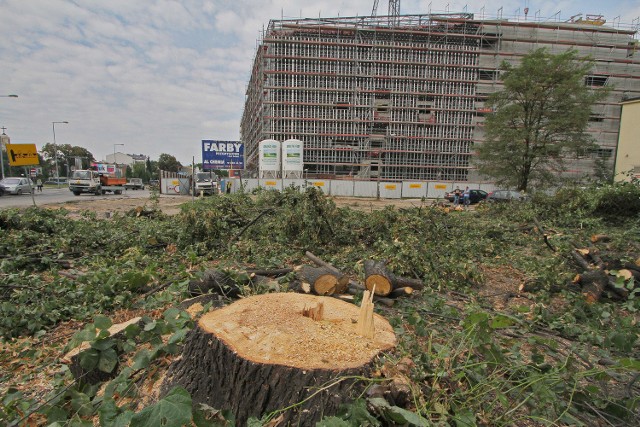 Ścięte drzewa, w głębi powstający budynek Centrum Kongresowego przy rondzie Grunwaldzkim