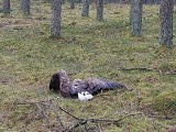 Leśnicy z Nadleśnictwa w Trzebielinie ratowali bielika (zdjęcia) 