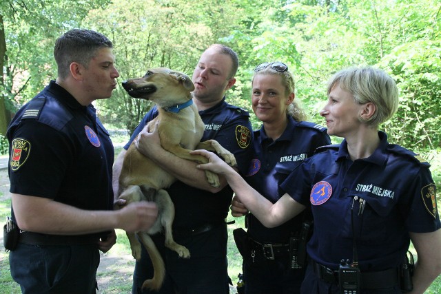 W ramach budżetu obywatelskiego Animal Patrol straży miejskiej będzie mógł jeszcze lepiej pomagać zwierzętom.