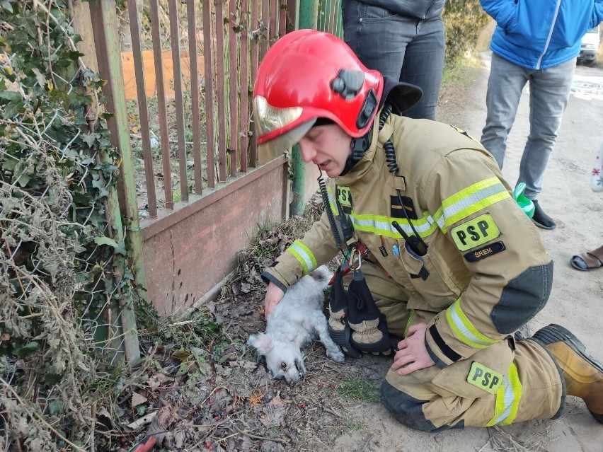 Strażacy udzielili pomocy psu, który podtruł się dymem
