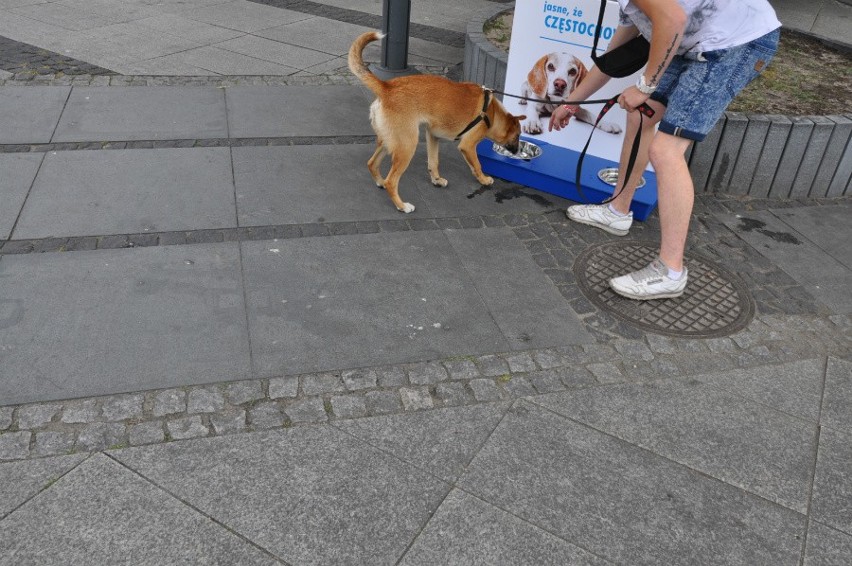 Częstochowa dla psów: przed Urzędem Miasta pojawiły się...