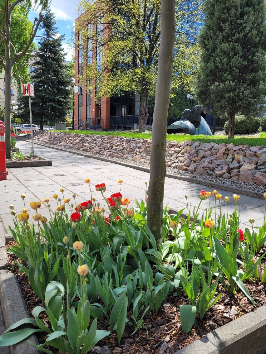 Tulipany i inna roślinność na kampusie AGH w Krakowie