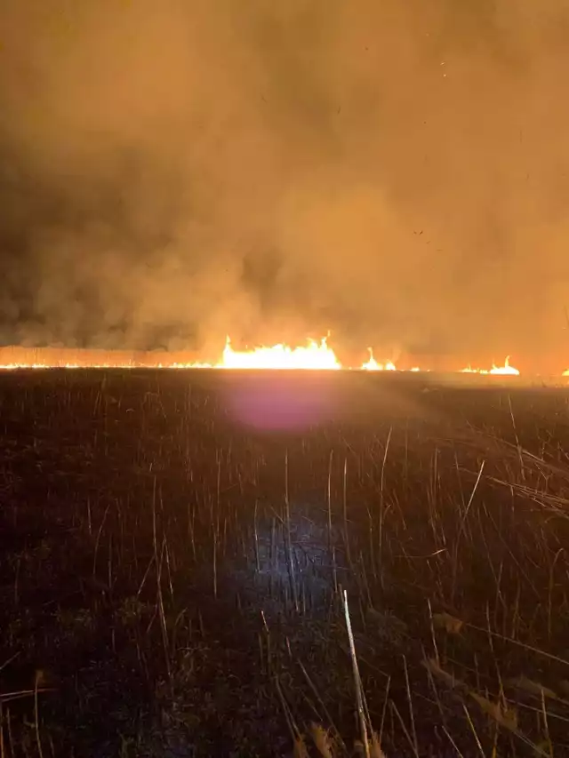 Strażacy gasili wielki pożar trzcin  w Kłudnie, w gminie Wieniawa.