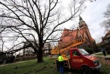 Elastyczne kobry ratują wiekowe drzewa w Toruniu
