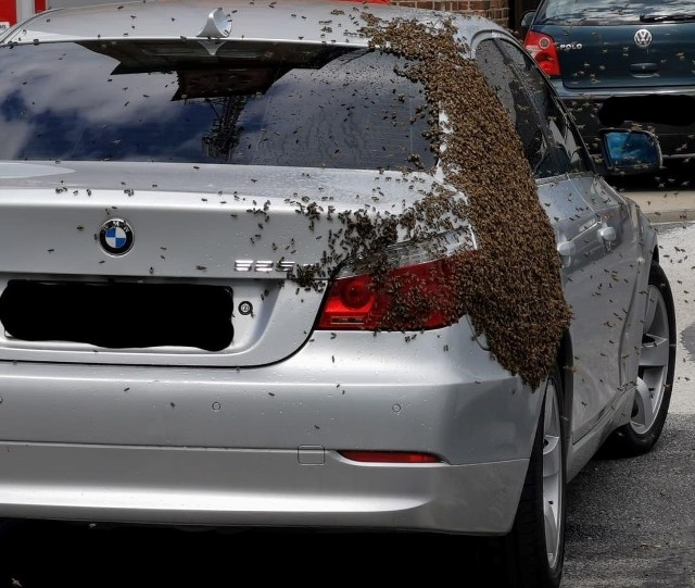 Pszczoły, które obsiadły samochód, mogą być bardzo niebezpieczne. O ich ściągnięcie lepiej poprosić specjalistów.