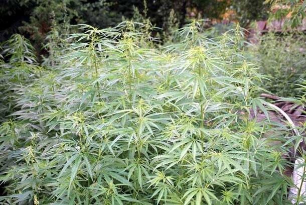 Strażnicy miejscy odkryli w centrum Białegostoku plantację marihuany