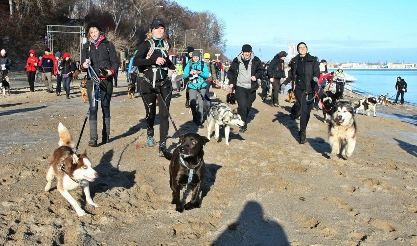 Pomorski Puchar Dogtrekkingu w Gdyni. Psy i ich właściciele maszerowali Polanką Redłowską [ZDJĘCIA]