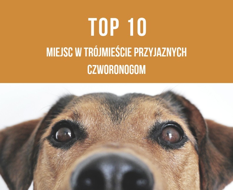 TOP 10 miejsc w Trójmieście przyjaznych czworonogom