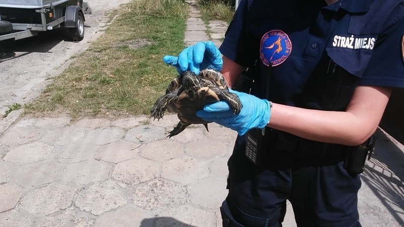 Kto wyrzucił żółwia w Łagiewnikach? Znaleziono go w reklamówce [zdjęcia]