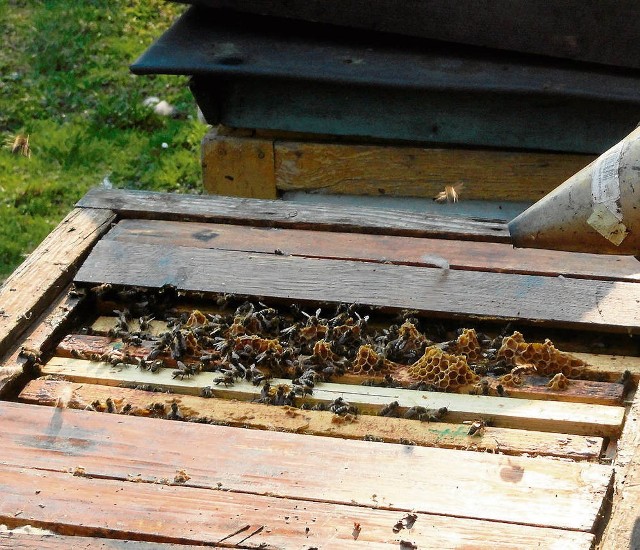 Zgnilec – zakaźna choroba pszczół – jest zwalczana z urzędu