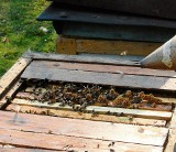 Zakaźna choroba niszczy całe rodziny pszczele