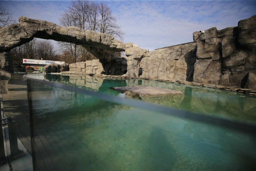 Nowi mieszkańcy Śląskiego Ogrodu Zoologicznego. To pingwiny...