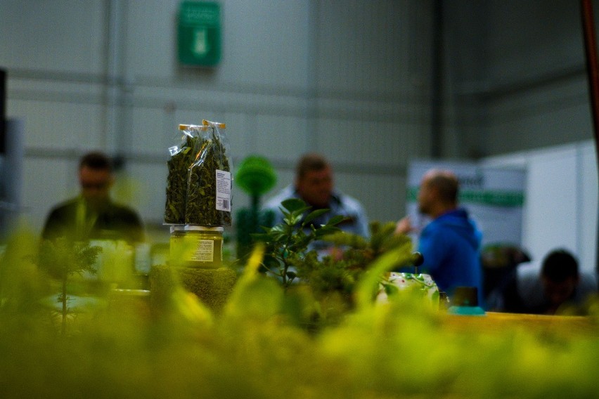 Raport „The Poland Cannabis White Paper”, mówi, że sprzedaż...