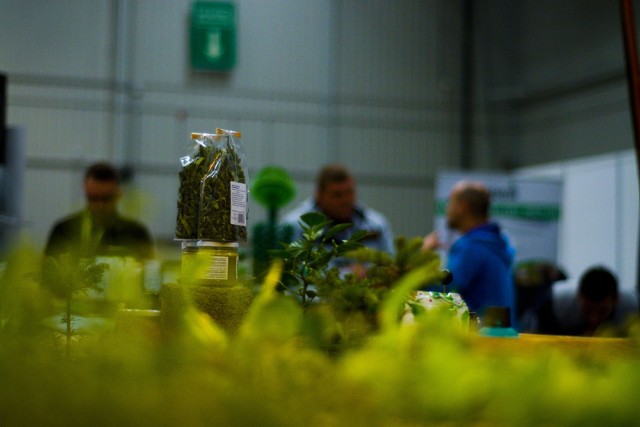 Raport „The Poland Cannabis White Paper”, mówi, że sprzedaż nad Wisłą może sięgnąć już w 2028 roku niebagatelną kwotę 2 mld euro.