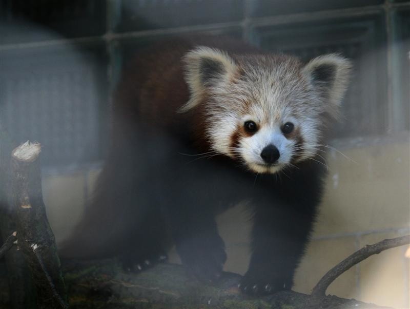 Nowa panda ruda w Opolu