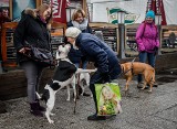 Psy spacerowały po Długim Targu w Gdańsku. Akcja schroniska dla zwierząt "Promyk" [ZDJĘCIA]