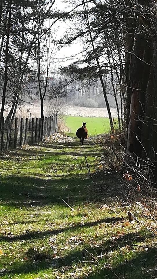 Do Urzędu Miejskiego w Bieruniu trafiła informacja, że...