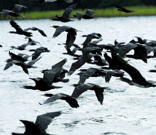 Objęte ochroną kormorany można odstrzeliwać jedynie za specjalnym zezwoleniem