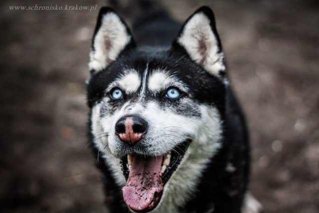 Jestem Chorwat, pies w typie rasy Husky, tak właśnie wyglądam i taki mam charakter. Mam dużo energii, jestem inteligentny, ale również bardzo niezależny i uparty. Kiedy tylko mam ku temu sposobność stawiam na swoim. Jestem psem, który nie ufa każdemu, a na moje zaufanie trzeba zapracować. Potrzebuję osoby, która zna się na potrzebach tej rasy i chętnie będzie spędzała ze mną swój czas w aktywny sposób. Kiedy już mnie adoptujesz, satysfakcja gwarantowana. (12 429-74-72 / 12 429-92-41)