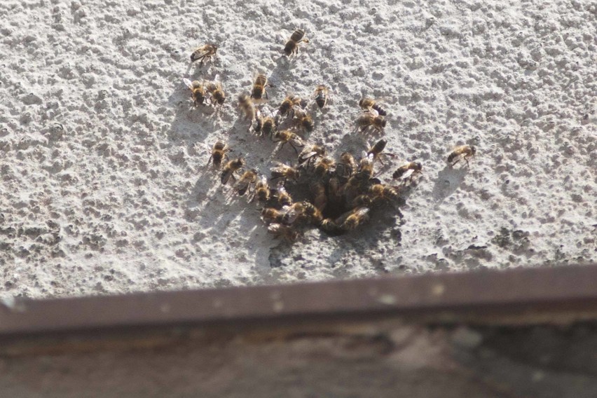 Pszczelarz wyssał specjalnym odkurzaczem pszczoły spod tynku na kamienicy przy ul. Niedziałkowskiego w Słupsku 